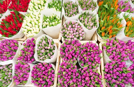 Tulip flowers from Netherlands for sale , Amsterdam floral marketの写真素材