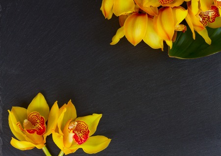 yellow fresh orchid flowers on black frame with copy spaceの写真素材