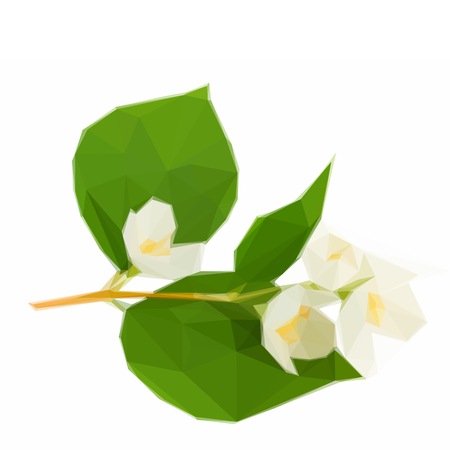 Low poly illustration Jasmine flowers and leaves twig isolated on white backgroundのイラスト素材