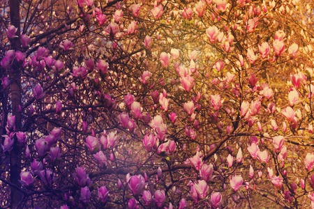 Blooming magnolia tree with pink flowers in orchad, retro toned