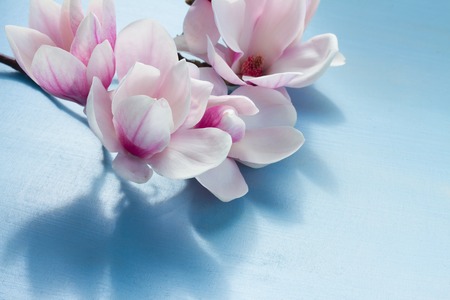 Magnolia pink blooming flowers on blue wooden background