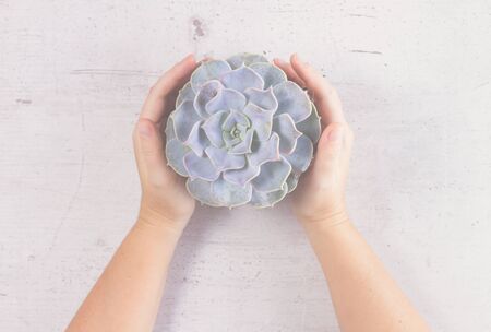 Succulent growing green plant on white wooden background with protecting hands, top view, retro tonedの写真素材