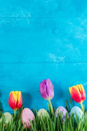 Easter eggs and tulips in grass on bright blue woodの写真素材