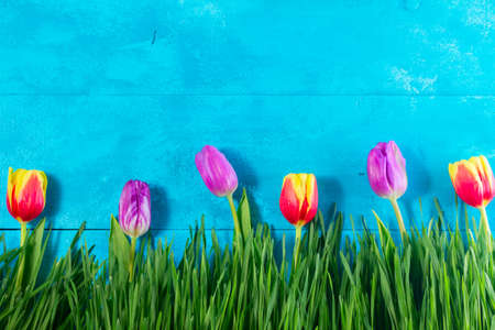 Green grass and tulips on bright blue backgroundの写真素材