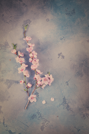 pink cherry blossom twigs on gray and blue background, , retro tonedの写真素材