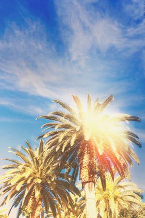 Three tropical palm tree, copy space on sky background with sunshine, retro tonedの写真素材