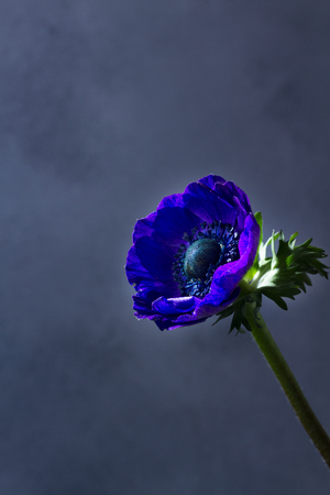 One blue Anemone flower on gray stone backgroundの写真素材