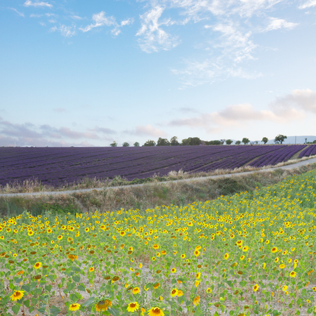 Sunflower and Lavender flowers, summer field landscape, Franceの写真素材
