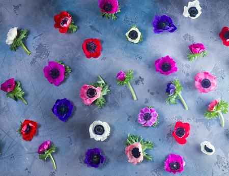 Fresh colorful Anemones flowers pattern on gray backgroundの写真素材