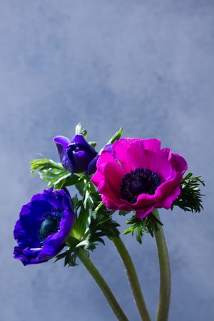 Fresh colorful blue and pink anemones flowers on gray stone backgroundの写真素材