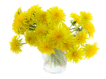 Bunch of Yellow fresh dandelions isolated on white backgroundの写真素材