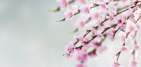 Cherry tree branch with blooming fresh flowers in garden over bokeh background bannerの写真素材