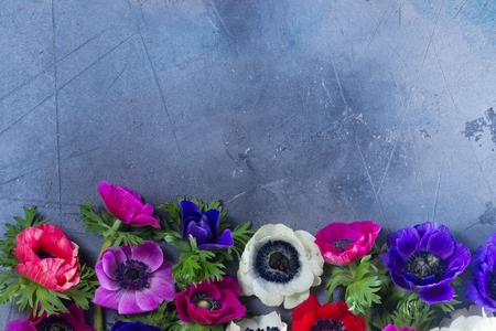 Fresh colorful Anemones fresh flowers flat lay border with copy spaceon gray stone backgroundの写真素材