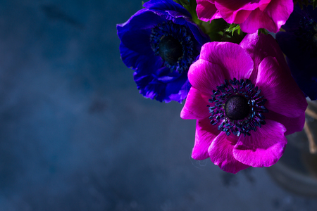 Fresh colorful Anemones flowers close up with copy space, low key imageの写真素材