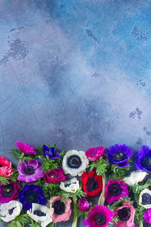 Fresh colorful Anemones flowers border with copy space on gray stone textured backgroundの写真素材