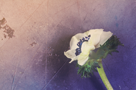 One white Anemones flower on gray stone background, retro tonedの写真素材