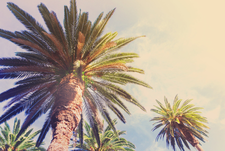 View of exotic tropical palm tree on blue sky background retro tonedの写真素材