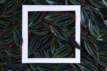 fresh green exotic leaves frame with white paper frameの写真素材
