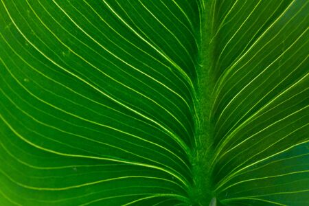 fresh green leaf veins close up macro backgroundの写真素材