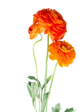 Orange ranunculus fresh flowers isolated on white background