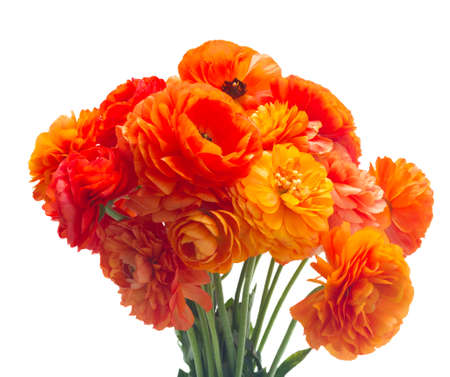 Orange ranunculus fresh flowers bouquet isolated on white backgroundの写真素材