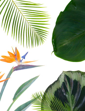 tropical flowers and leaves - fresh strelizia bird of paradize flowers and exotic palm leaves on white backgroundの写真素材