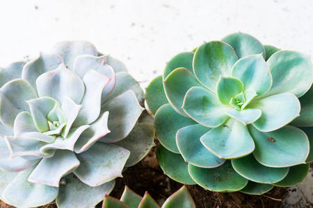 Succulent growing green fresh plants with gound close upの写真素材