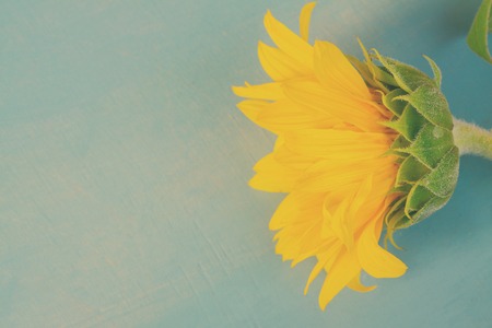 One Fresh Sunflower on blue wooden background close up, retro tonedの写真素材