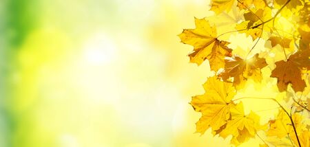 fall yellow leaves and grass bokeh background with sun beams banner