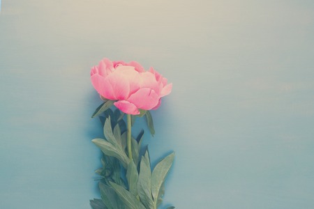 One fresh peony flower with copy space on blue background, retro tonedの写真素材