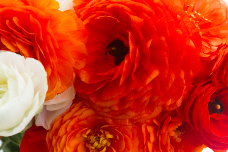Orange and white ranunculus fresh flowers close up backgroundの写真素材