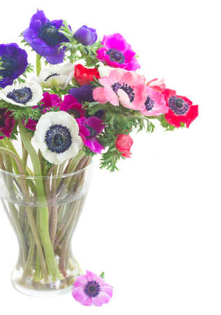 colorful Anemones and roses flowers bouqet in glass vase close up isolated on white backgroundの写真素材