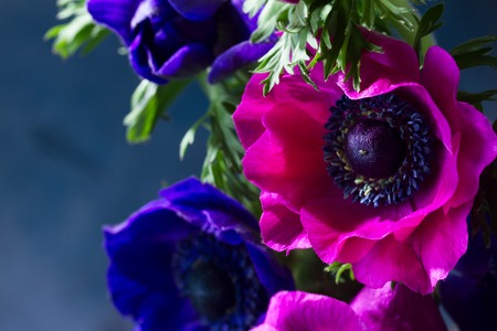 Fresh colorful Anemones pink and blue flowers close up, low keyの写真素材