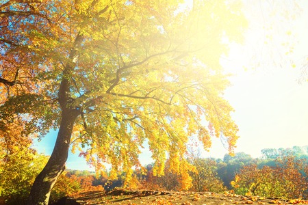 Vibrant yellow Alder golden fall tree at sunny fall day, retro tonedの写真素材