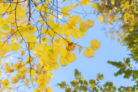 Vibrant yellow golden fresh fall tree foliage
