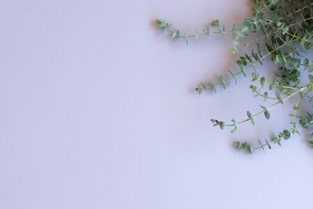 Green leaves on blue table from above with copy space, flat lay