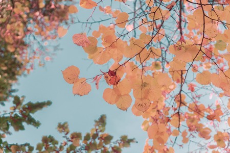 Vibrant yellow golden fresh fall tree foliage, retro tonedの写真素材