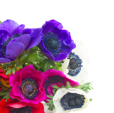 Fresh bunch anemones and roses flowers close up isolated on white backgroundの写真素材