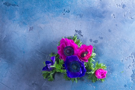 Fresh blooming Anemones flowers flat lay scene on gray stone background with copy spaceの写真素材