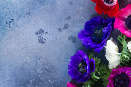 Blooming pink and blue Anemones flowers with copy space on gray stone textured backgroundの写真素材