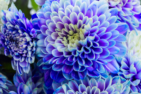 fresh blue chrysanthemum flowers petals macro backgroundの写真素材