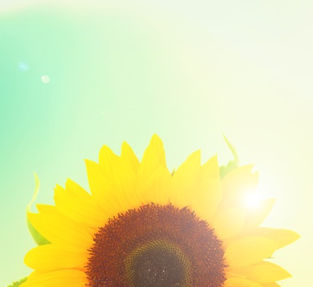 Field of colorful sunflowers - one sunflowers head close up with sunshineの写真素材