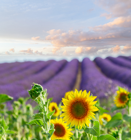 Sunflowers and rows of Lavender flowers, summer field at sunrise, Franceの写真素材