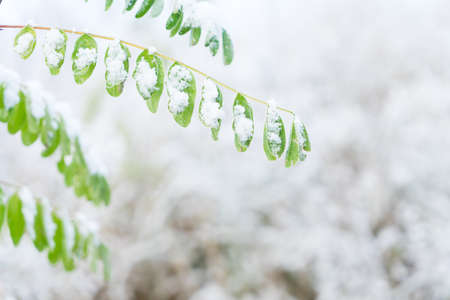 Winter time - frosted landscape with green leaves fresh snowの写真素材