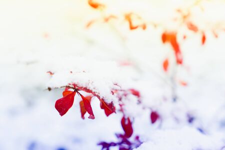 Winter time - frosted landscape with red leaves and fresh snow, retro tonedの写真素材