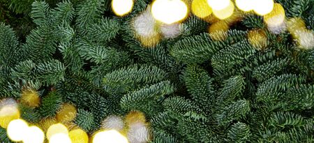 Christmas background with fresh evergreen tree banches banner