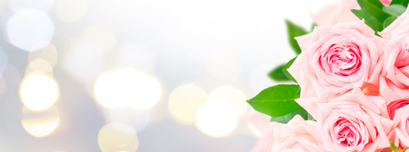 Pink blooming fres roses on festive bokeh backgroundの写真素材