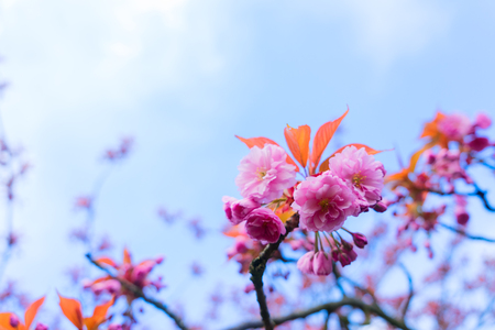 Cherry tree spring blossom on blue sky backgroundの写真素材