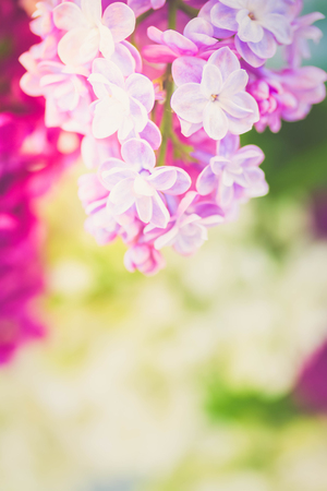 Lilac blooming tree close up macro background with copy space with sunshineの写真素材