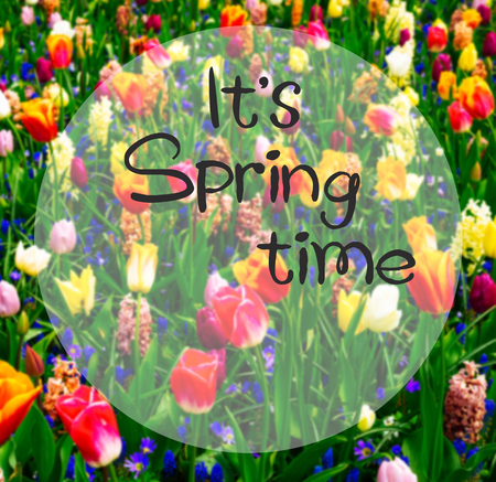 Colourful Tulips and Hyacinth blooming Flowerbed background in an Spring Formal Garden with it's spring time wordsの写真素材